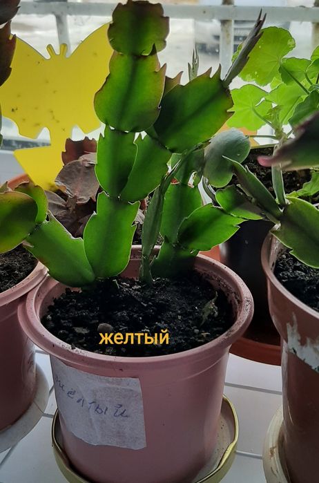 Комнатные цветы шлюмбергеры