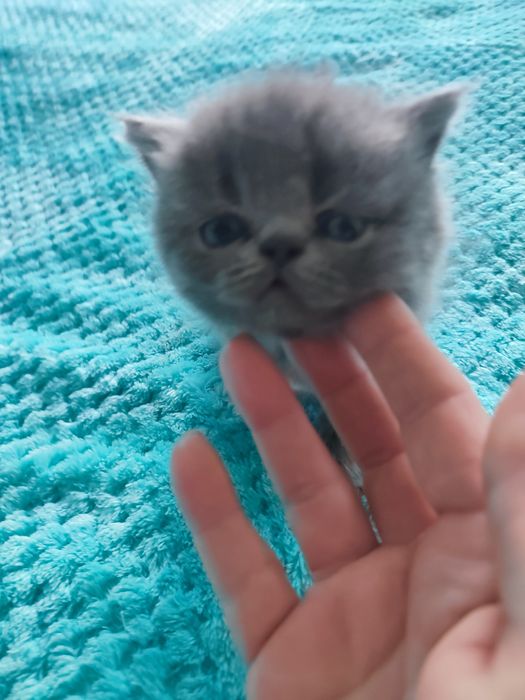 Котята британцы 1.мес.