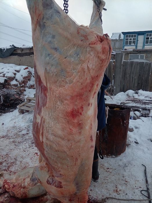 Семіз кунажын донежын