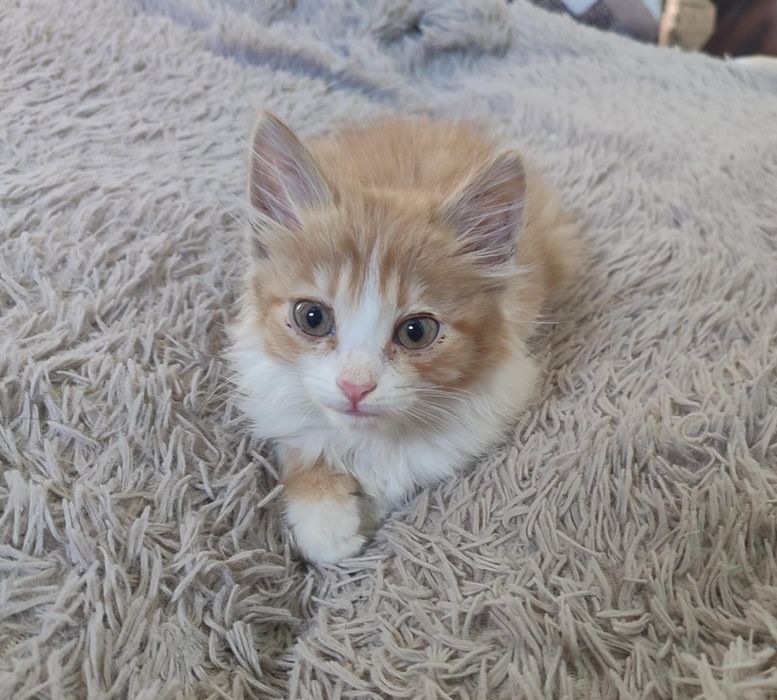 Котята в добрые руки!