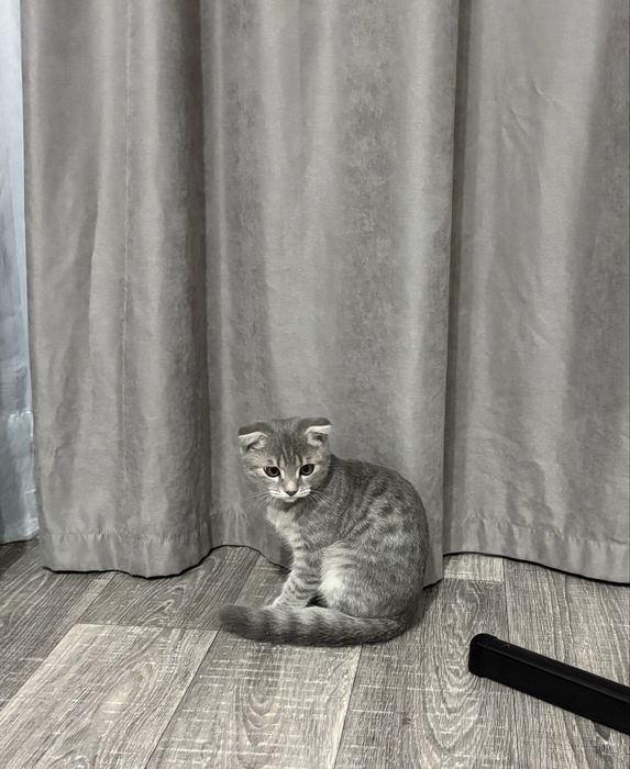 Отдам котенка шотландца