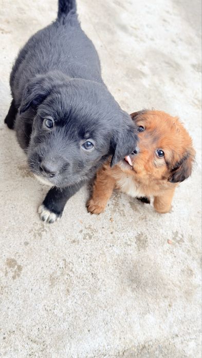 Отдам щенков в добрые руки