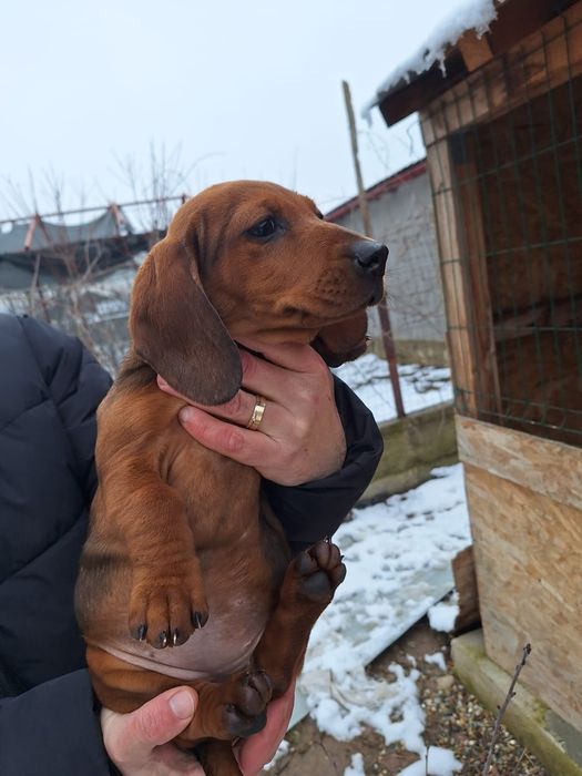 Mascul și femelă Teckel standard