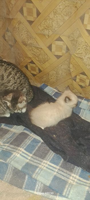 Отдам котят хороших