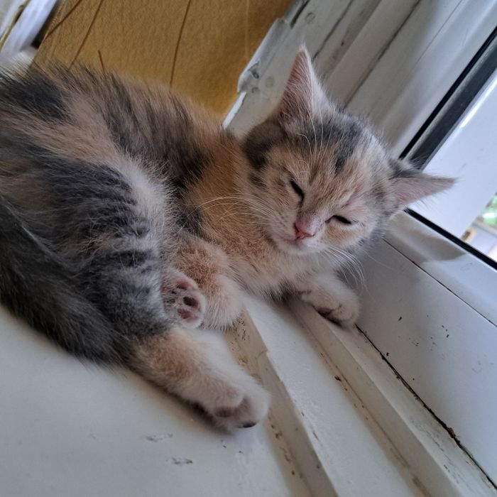 Котята 2.5 месяца