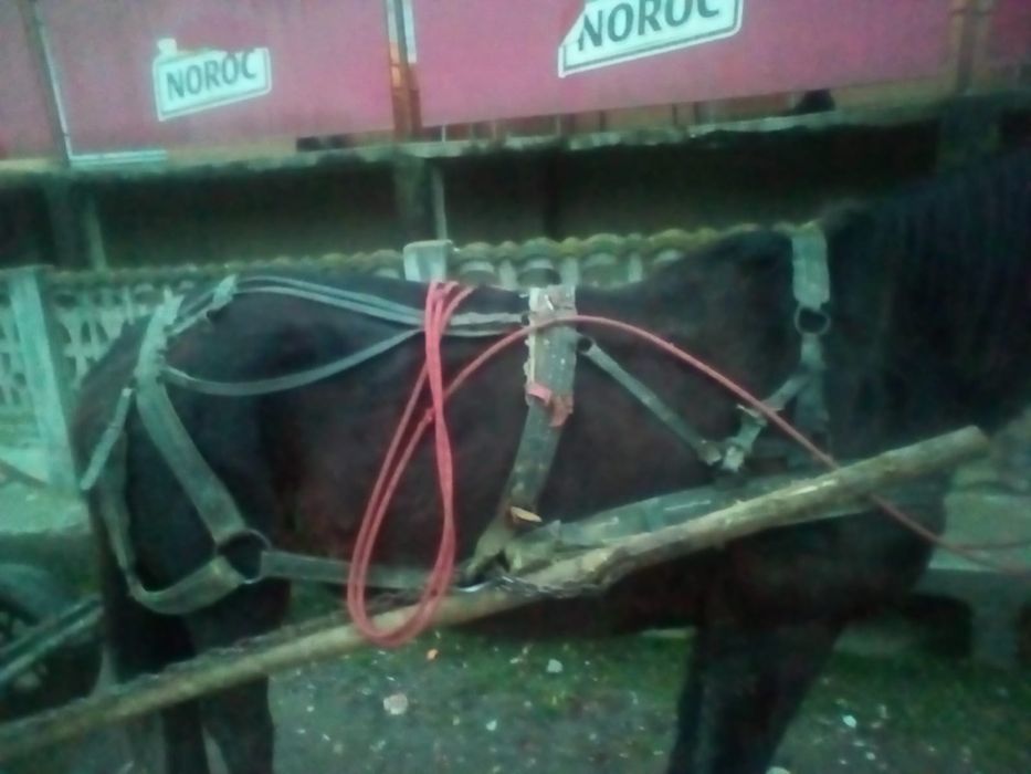 Iapă de vânzare  de 7 ani merge la căruță