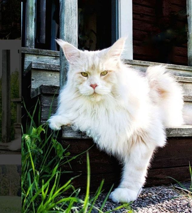 ПЕРСИКОВЫЙ КОТИК ! Мейн- кун - Крем