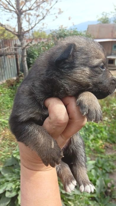 Отдам щенят в хорошие руки.