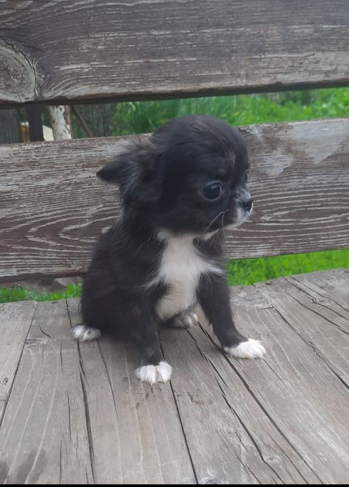 щенки чихуахуа мальчики