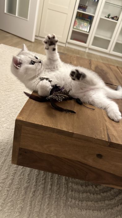 Pisica british silver shorthair