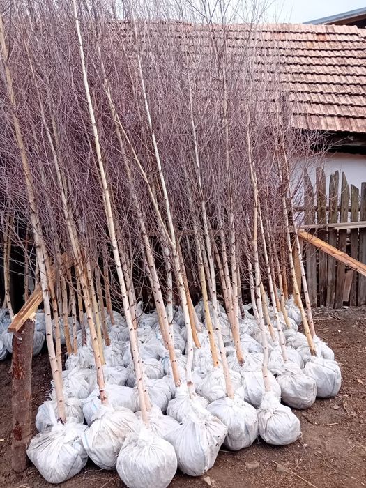 Pepinieră cu mesteceni ornamentali
