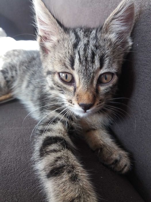 Отдам котенка в добрые руки