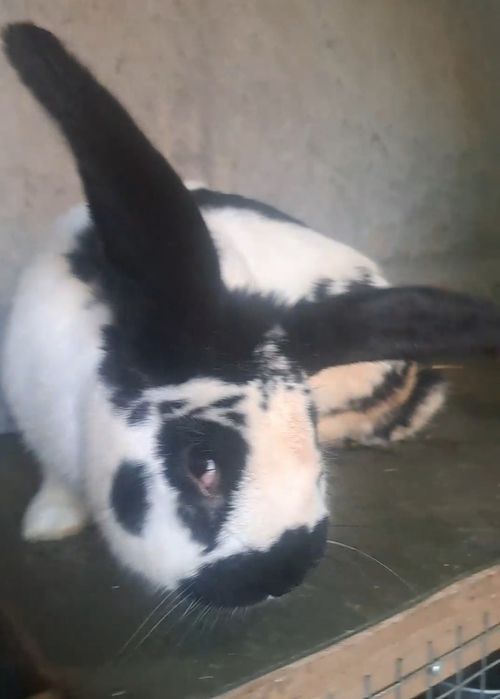 Страгаш қоян еркек