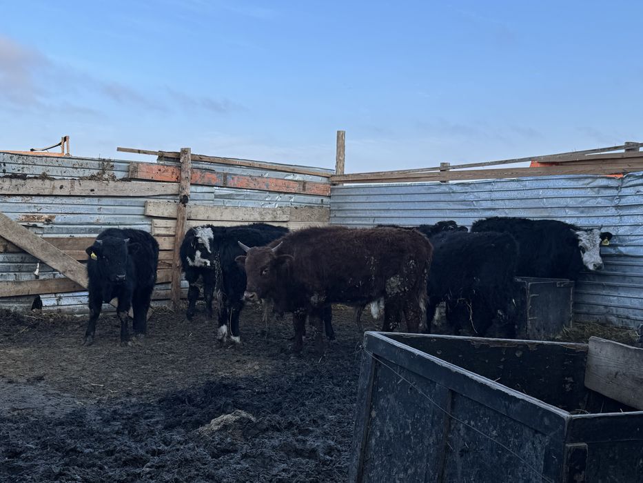 Баспақ 1 жастан асқан