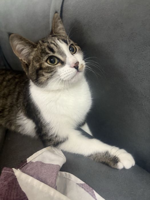 В добрые руки котенок-подросток