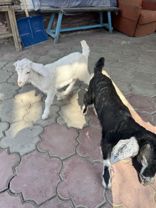 Продам коз  с Кендала