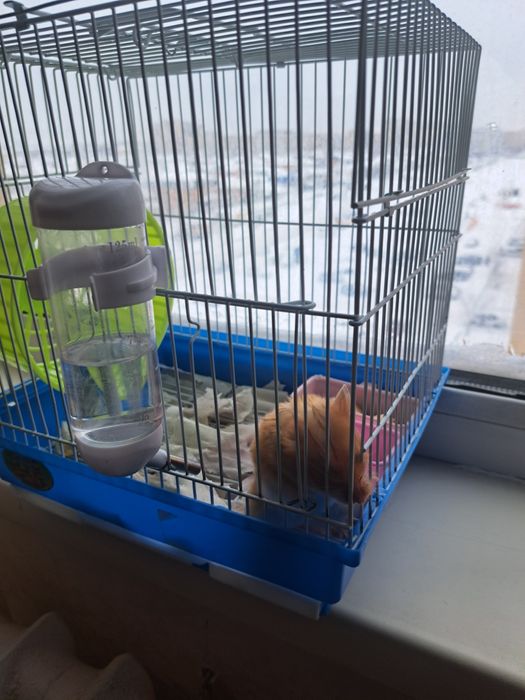 Хомяк хомяков белка