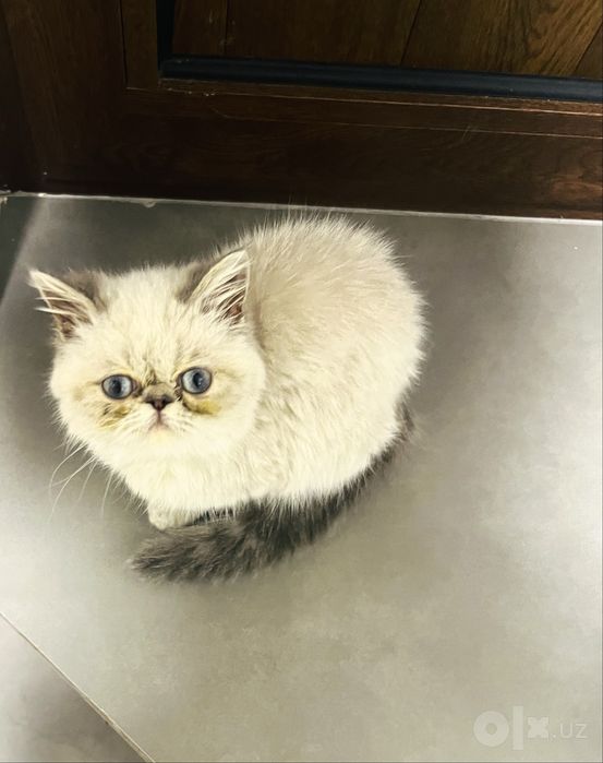 Экзот короткошерстный мальчик