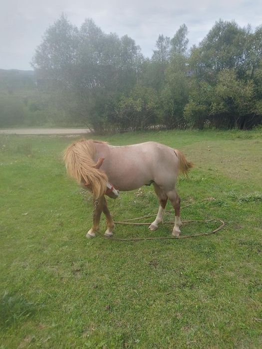 Vând manz din cai buni trăgaci și foarte bland