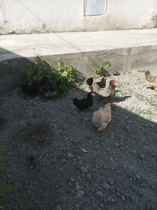 Xo'roz tovuqlar sotiladi xammasi bir biridan chiroyli