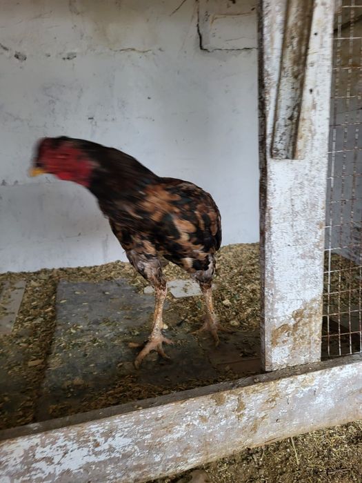 Сатамын тохапей кораз 15000