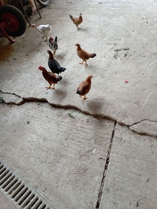 Vând pui de 3 luni,găinuțe americane