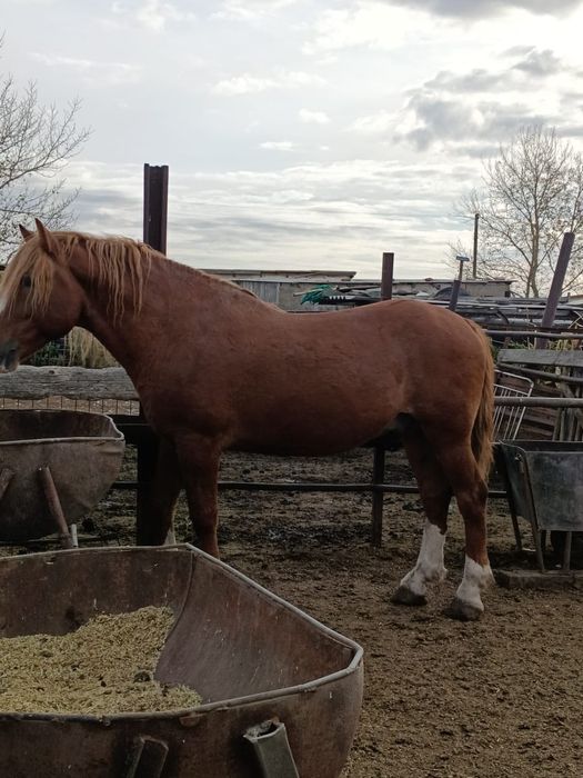 Продам жеребца 7 лет