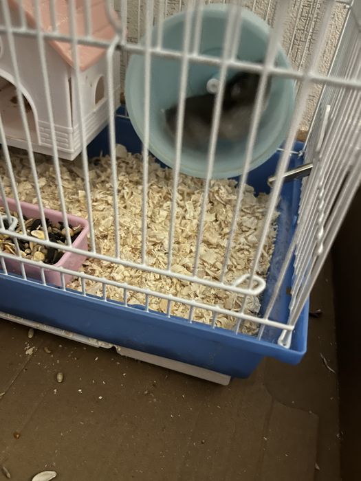 Продам пара хомяк