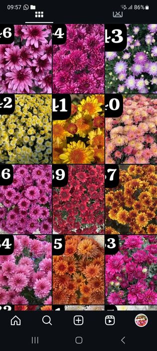 Хризантема мультифлора