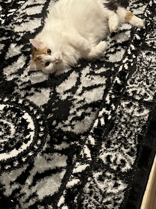 Търся си семейство