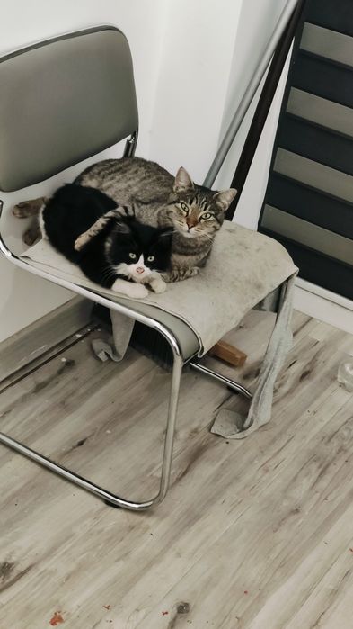 Милый котенок в добрые руки