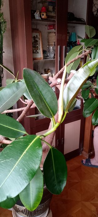 Фикус Робуста. Отросток.