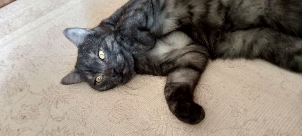 Продам кота по кличке Симба.