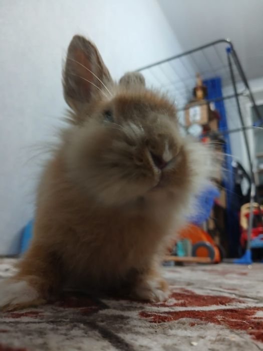 Декоративный кролик, мальчик, шустрый...