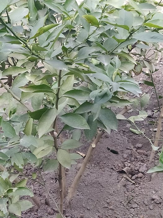 Limon ko'chatlari ishonchli