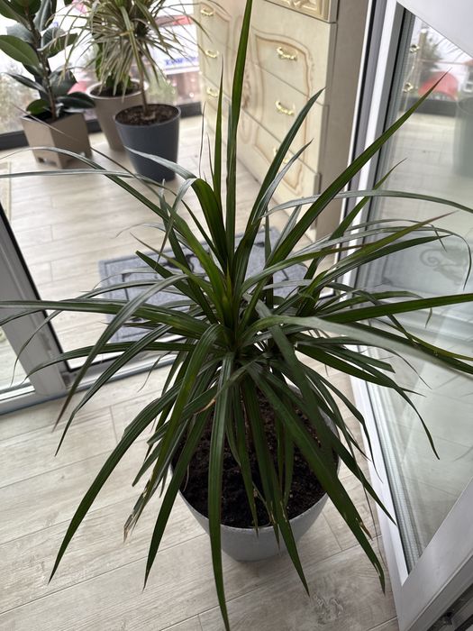 Драцена Маргината (Dracaena marginata)