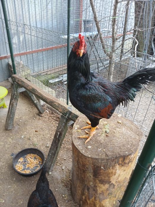 Combatant indian de vînzare