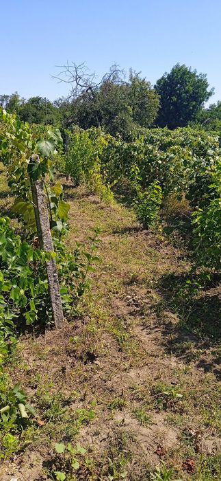 Продава се Парцел в Добрич, м-т Газибаба - 600 кв.м за 7 €/кв.м - Снимка #1