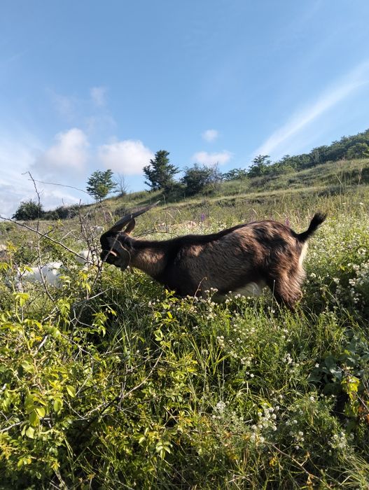 Vând țap de un an