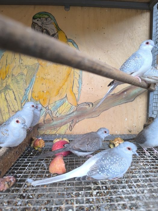 Бриллиантовые горлицы