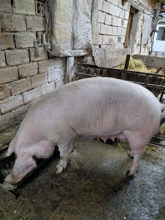 Продавам малки прасенца