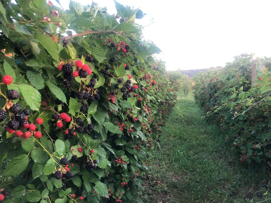 proprietate de vinzare