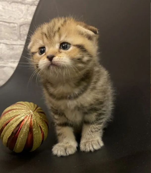 Британские веслоухие вискас золото девочки, 1.5 мес