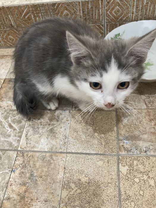 котик мальчик 2 мес в добрые руки