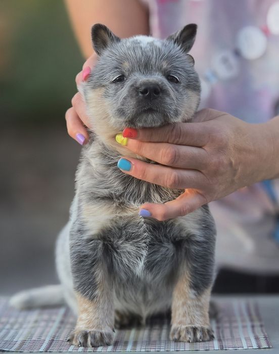 Australian Cattle Dog  - mascul