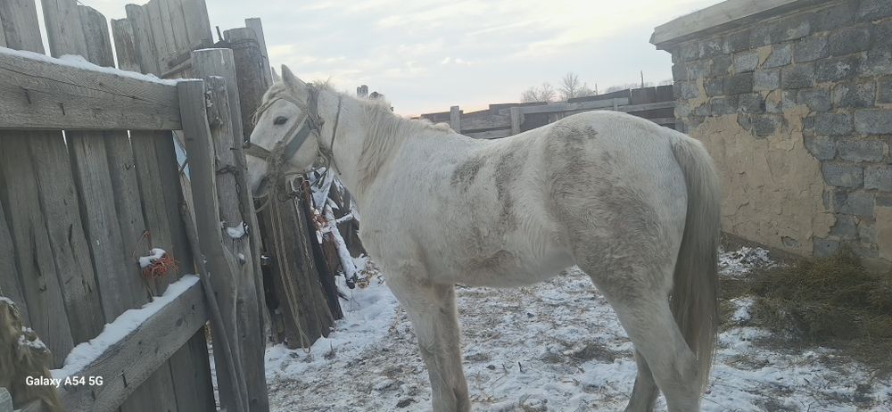 Жуас ат сатылады