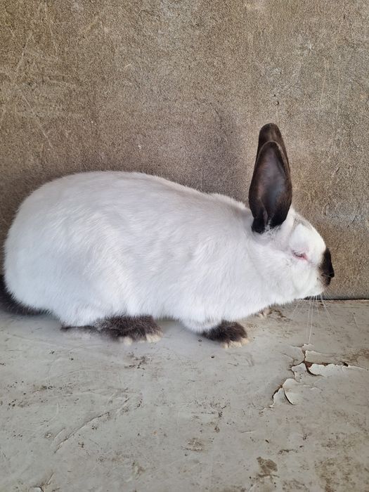 Калифорния самец  4 месяцев