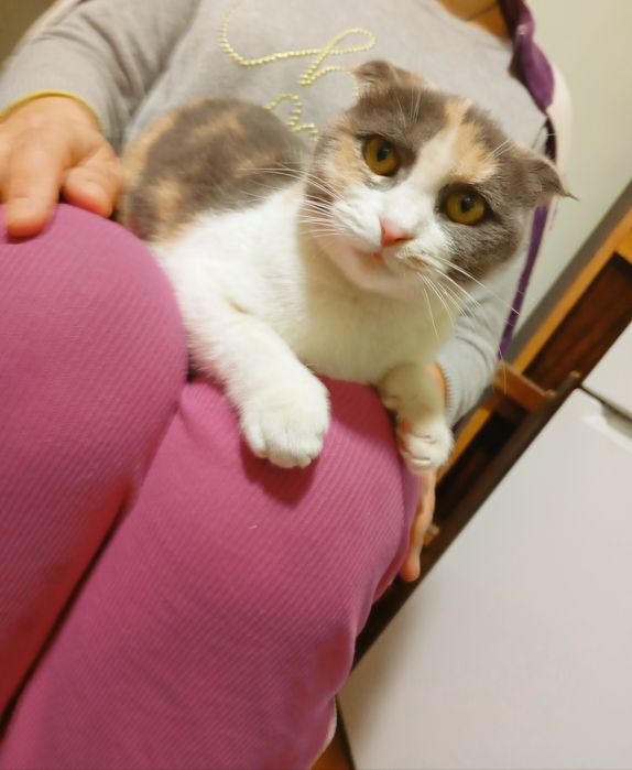 Продаётся.  Кошечка