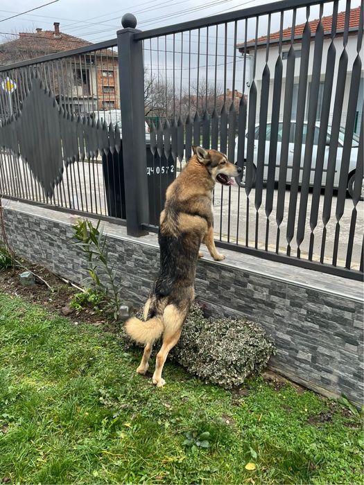 Чехословашки вълчак