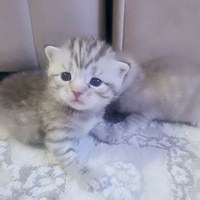 продам шотландский котят